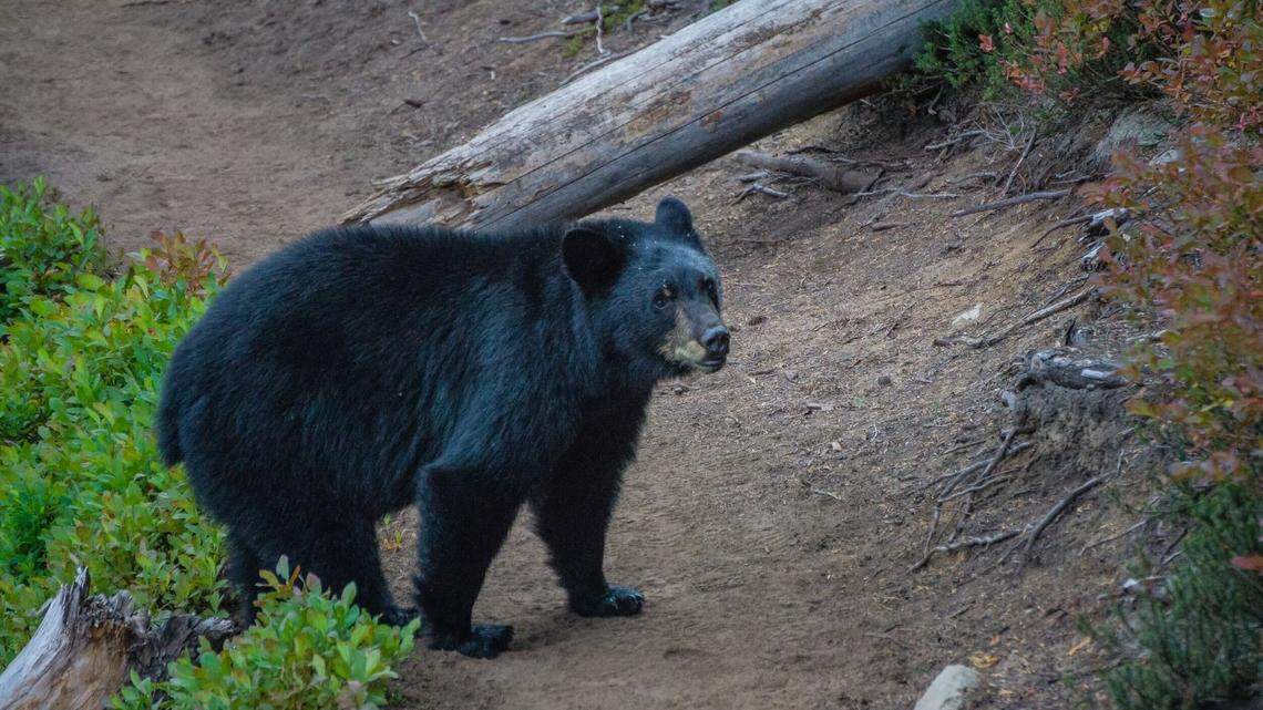 A curious black bear approaches a hiker from the Washington State Department of Natural Resources during late summer 2022.