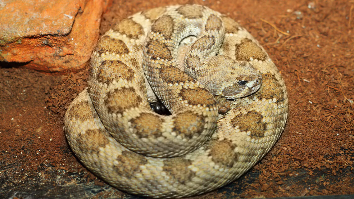 Get help without cell service on WA hikes with rattlesnakes | Tri-City ...