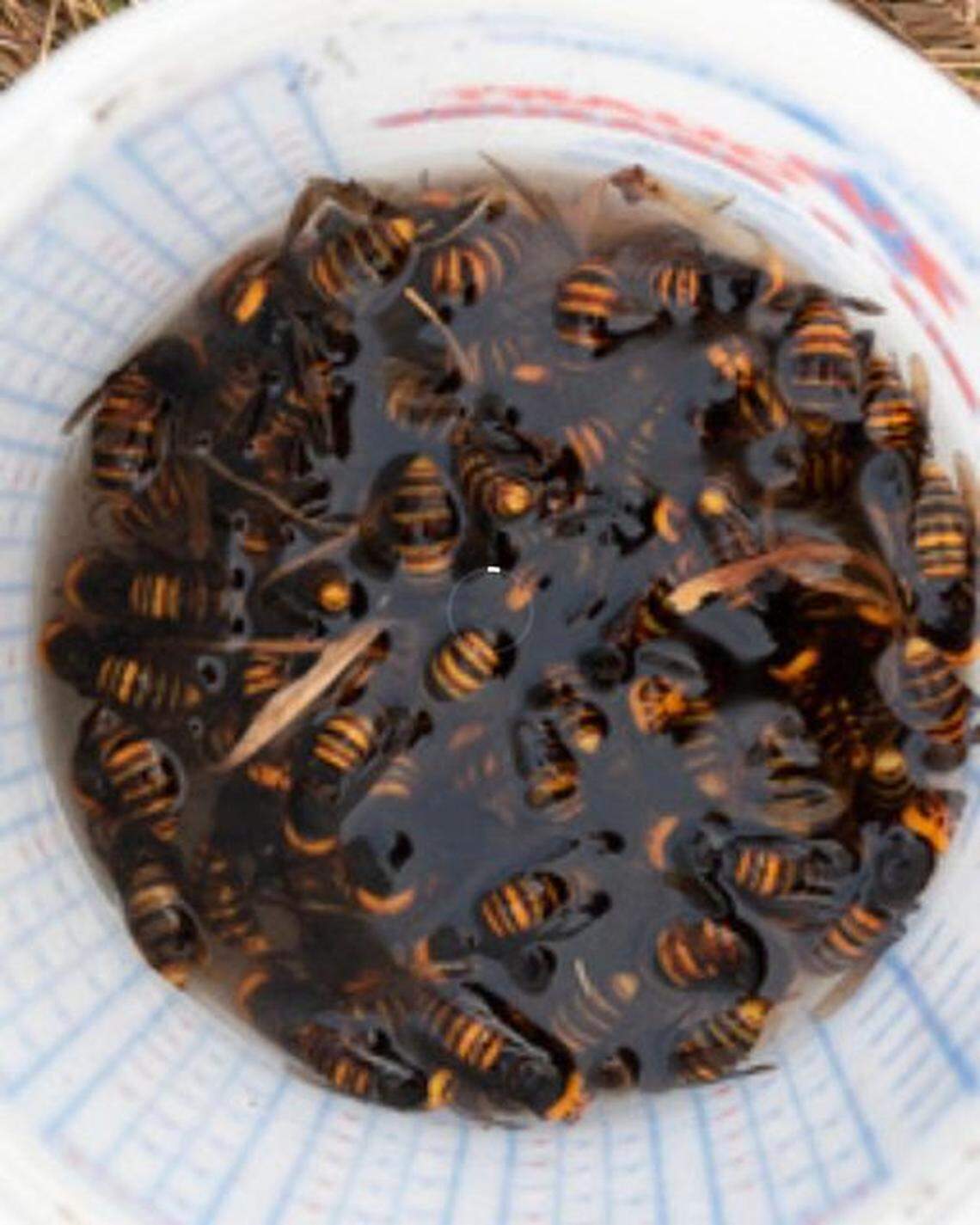 All three Asian giant hornet nests that were found in Whatcom County during 2021 were related to the nest that was eradicated in 2020, according to the Washington State Department of Agriculture, which eradicated all four nests.