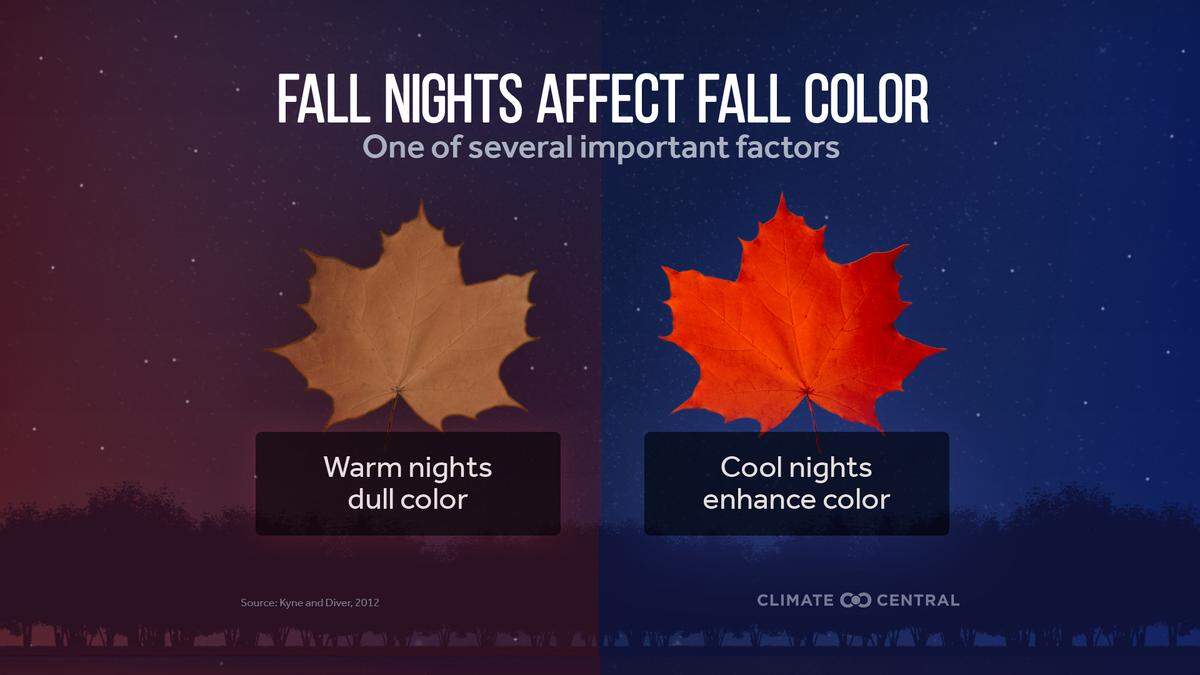 Changes in the temperature of autumn nights can affect the colors of fall leaves.