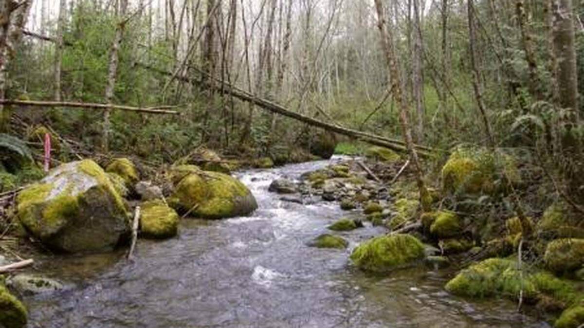 An undated city of Bellingham photo shows Oyster Creek in the Lake Whatcom Watershed.