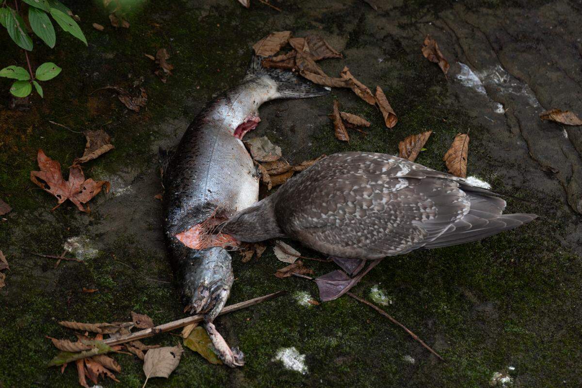 Salmon and birds at Whatcom Creek on Tuesday, Sept. 14, in Bellingham. The Chinook salmon returning to spawn in Whatcom Creek were raised in the nearby fish hatchery.