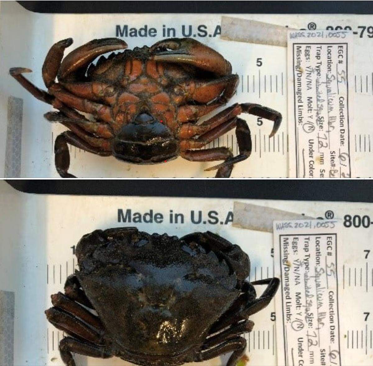 More traps will be set for invasive European green crabs after four were found in Squalicum Harbor in Bellingham, Wash., in June 2021. It marked the first time live European green crabs, which threaten local marine life, were found in the harbor.