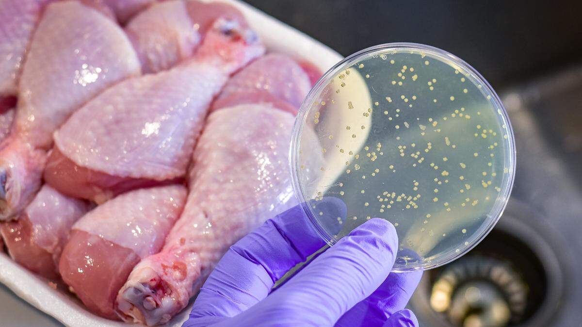 Bacterial culture plate with chicken meat at the background