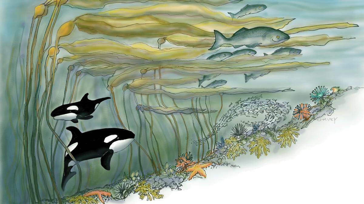 The Climate-Resilient NW Washington initiative, illustrated by artist Jane Chavey, imagines a world in which bold climate action has been taken and orcas have recovered from the brink of extinction.