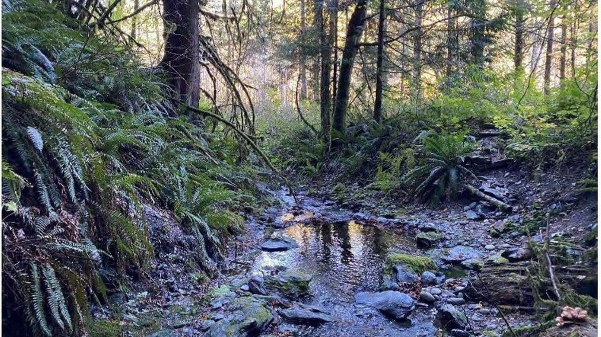 An unnamed seasonal creek is shown on a 42-acre tract that the city of Bellingham is buying south of Park Road at the southeast end of Lake Whatcom. The site is near a forest that is managed by the Whatcom Land Trust.