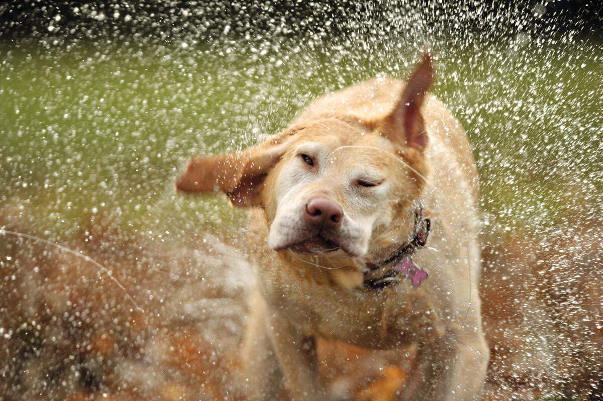 Water droplets fly off Angel, a 7-year-old yellow lab, as she shakes off after retrieving a ball from Lake Whatcom at Bloedel Donovan Park on in 2011 in Bellingham.