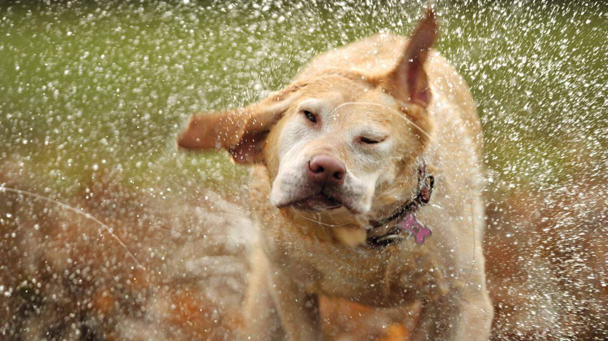Water droplets fly off Angel, a yellow lab, as she shakes off after retrieving a ball from Lake Whatcom at Bloedel Donovan Park in this 2011 file photo.