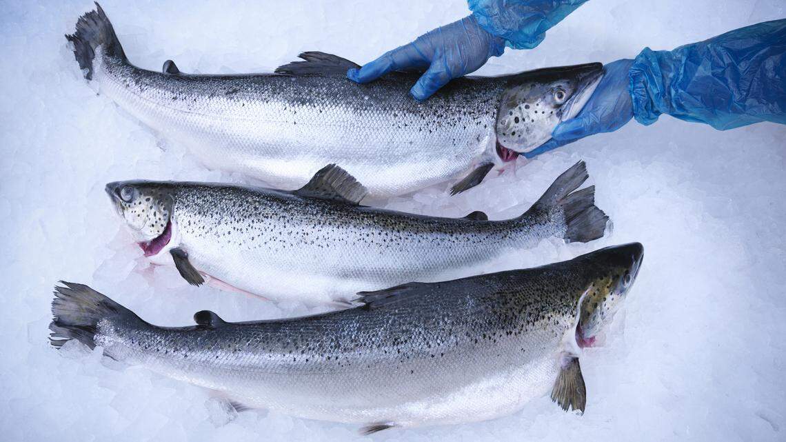 A Bellingham seafood processing company has been purchased by Wild Alaskan Company, a seafood direct-to-consumer company in Alaska.