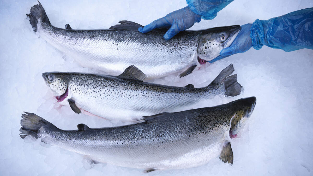 A Bellingham seafood processing company has been purchased by Wild Alaskan Company, a seafood direct-to-consumer company in Alaska.