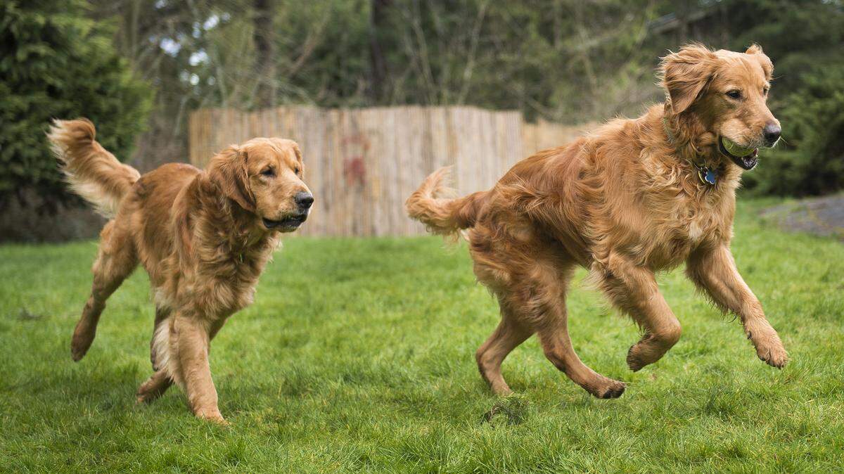Judy Davis and Scott Davis' golden retrievers Doughlan, left, and Dooghan play in a friend's Bellingham backyard. The Van Zandt residents adopted the dogs after their elderly owner died.