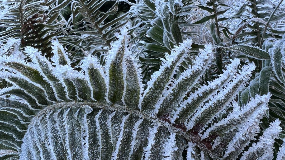 Frost covers the fronds of a fern.