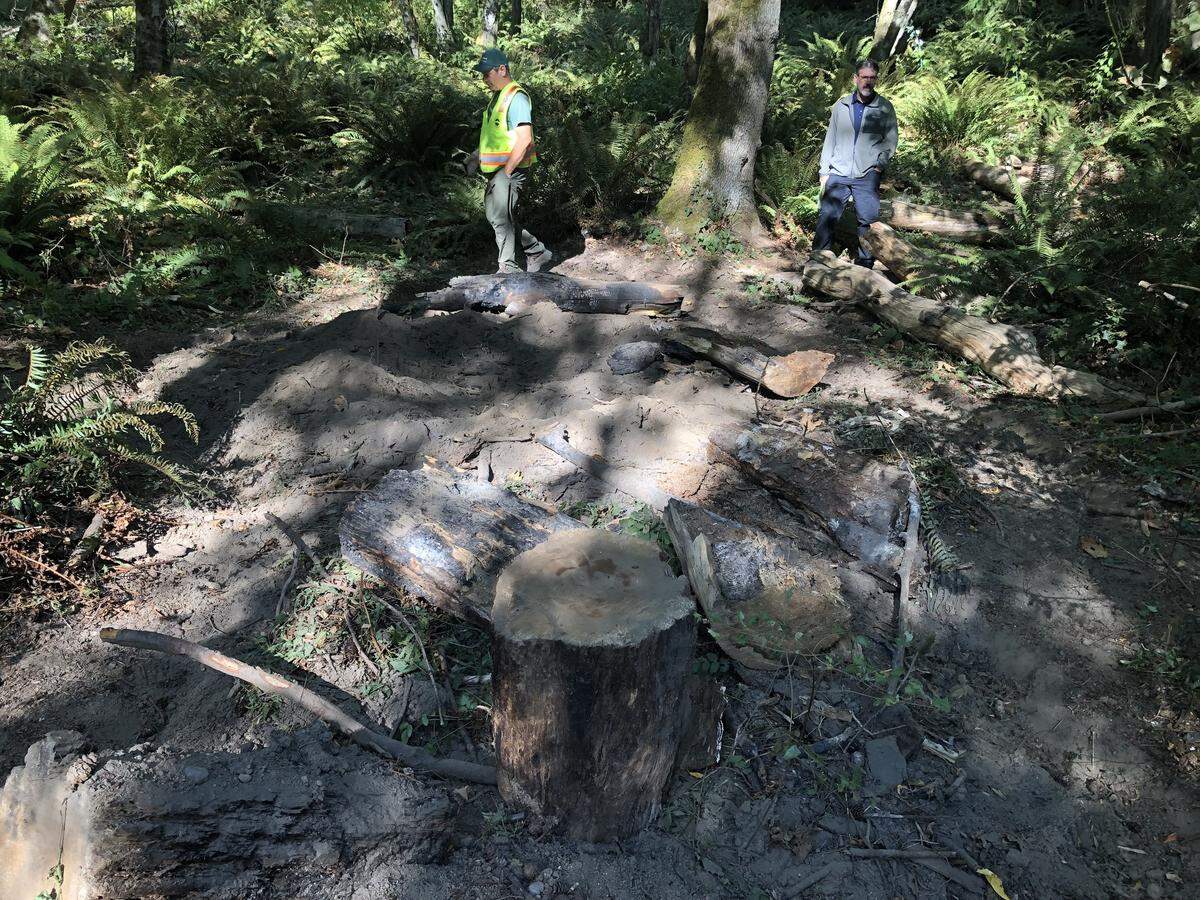 Damage at Sehome Hill Arboretum was posted to Facebook Monday, Nov. 14, by Bellingham Parks and Recreation. Rogue mountain bike trails carved into steep embankments cause erosion and damage plants while graffiti mars rock outcroppings, the observation tower, bollards and signs.