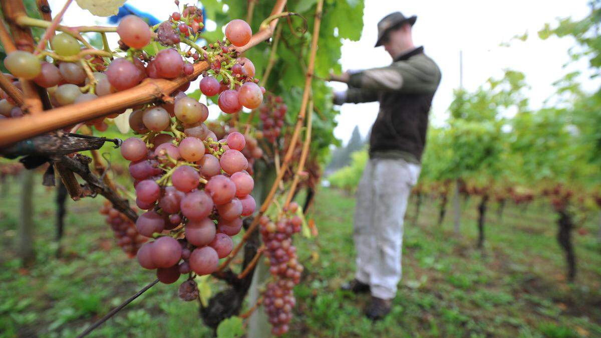 Mount Baker Vineyards west of Deming is under new ownership and has received its licenses and permits and is offering a limited selection of wine while working on a variety of construction projects, including a tasting room.