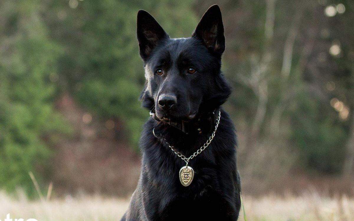 Bellingham Police K-9 Destro