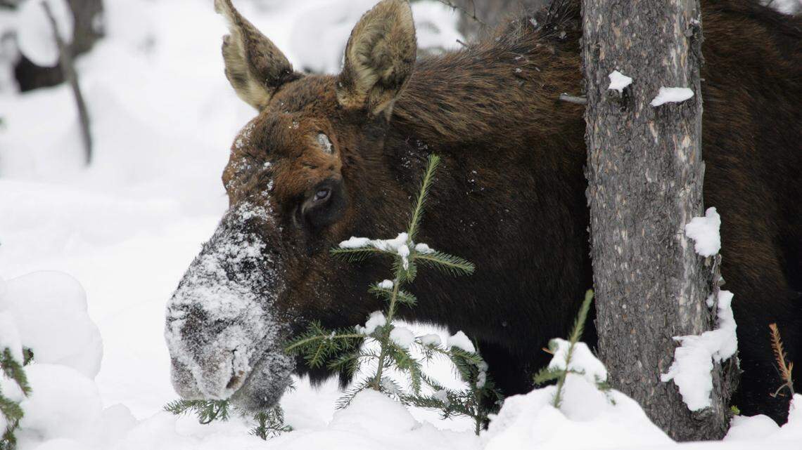 The record-setting snow at Alaska’s Denali National Park has caused moose to be extremely stressed, and they have become dangerous, officials say.