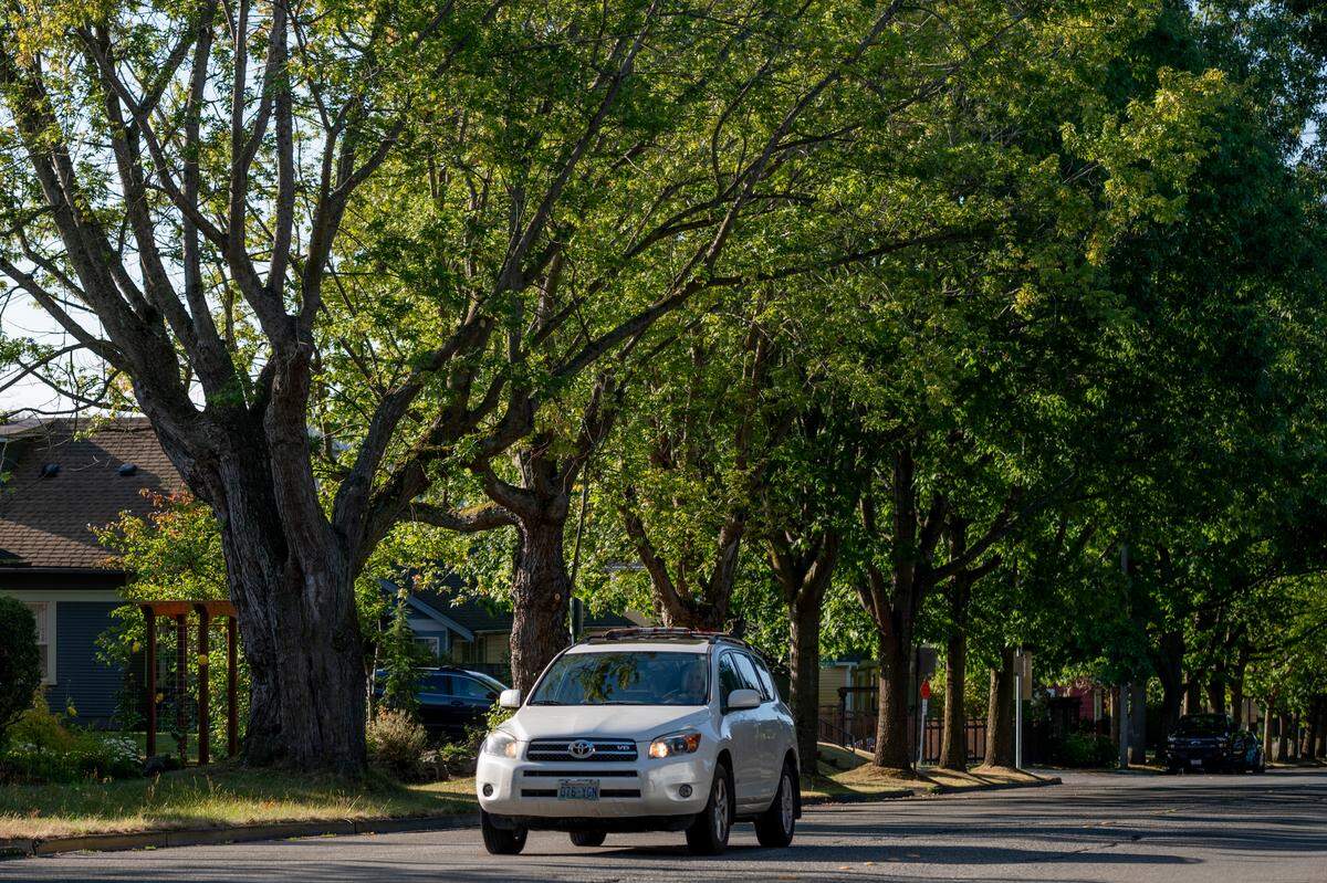 A tree canopy lines James Street in the Sunnyland neighborhood in Bellingham, Wash. Trees provide shade and lower the temperature caused by an urban heat island.