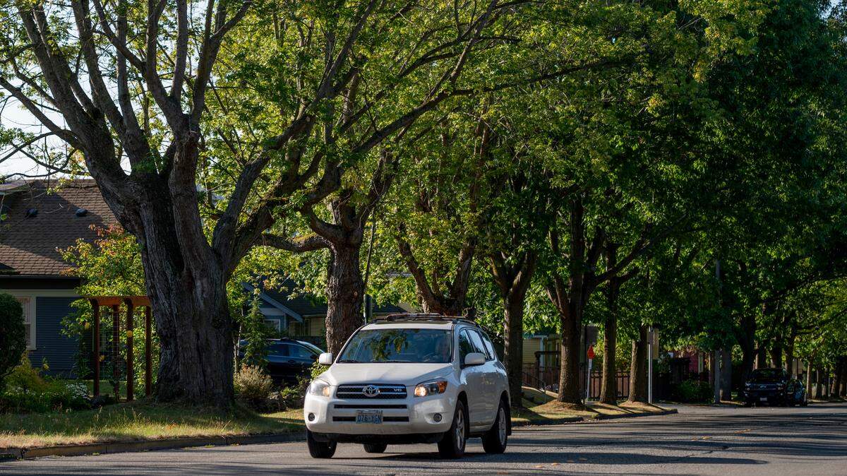 Trees line James Street in Bellingham’s Sunnyland neighborhood on Monday, Sept. 13.
