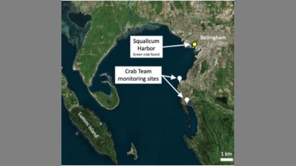 The remains of an invasive European green crab were found in Squalicum Harbor in Bellingham, Wash., in May 2019.