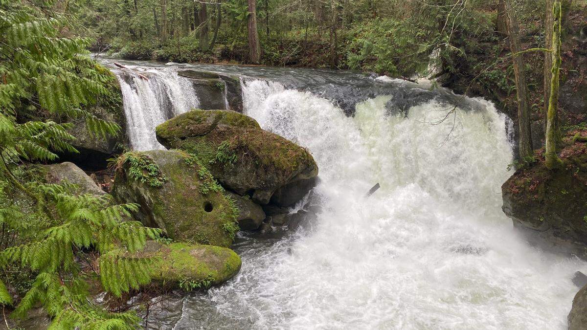 Whatcom Creek rushes over the falls at Whatcom Falls Park in Bellingham Tuesday, Jan. 12, after several storms in the Pacific Northwest.