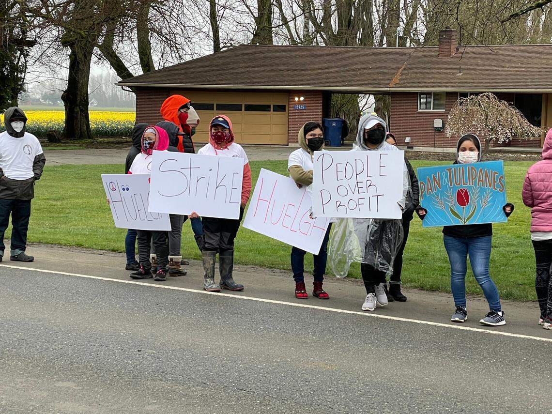 Washington Bulb Company farmworkers strike over wages and health and safety protections in Mount Vernon on Wednesday, March 23. Washington Bulb Company is the country’s largest tulip-bulb growers.
