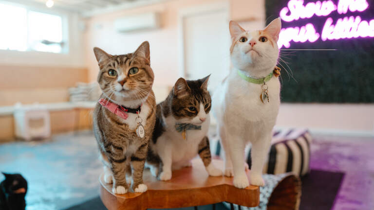Bellingham café is the cat’s meow, with feline yoga sessions and pet adoptions