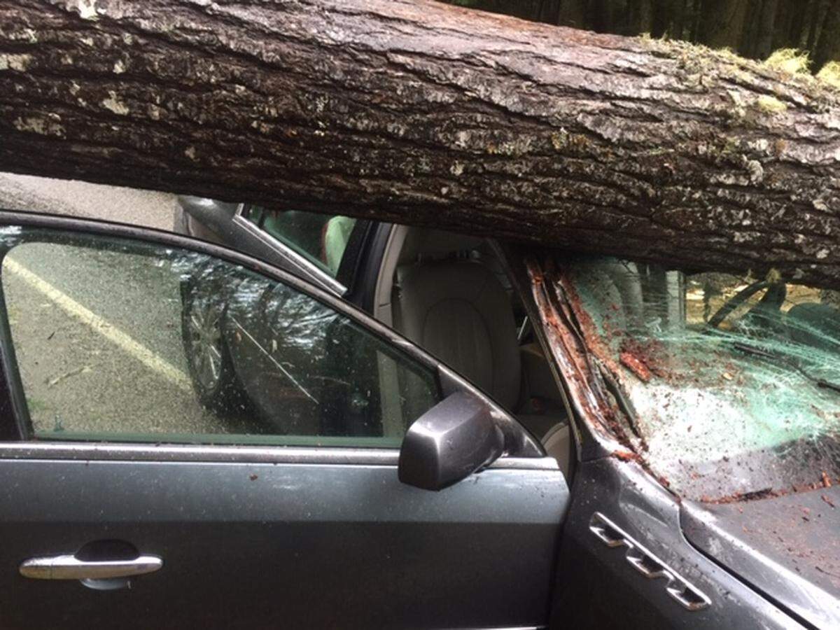 Bellingham’s Deborah and Joseph Bernard miraculously walked away unhurt from a wind-blown 100-foot tree hitting their Buick near Quilcene while they were returning home from Thanksgiving weekend on the Olympic Peninsula.