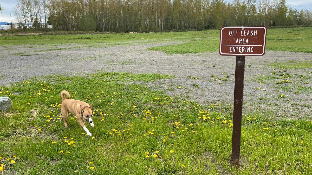 The dog off-leash area is one of the areas of Hovander Homestead Park that reopened Wednesday, April 20, in Ferndale after November 2021 flooding on the Nooksack River did more than $345,000 in damages to roads, parking lots, playground areas and trails.