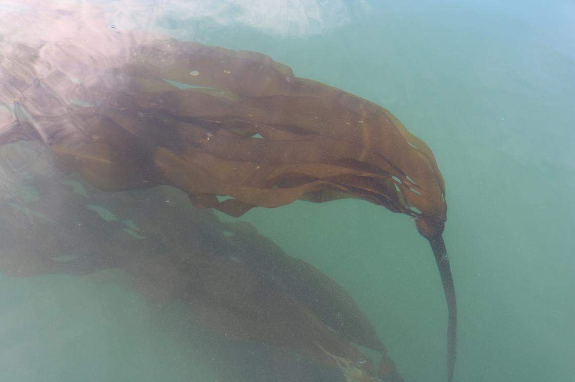 The tops of bull kelp float near the water’s surface at Cherry Point Aquatic Reserve in Whatcom County, on Tuesday, Aug. 10. Bull kelp is one of the dominant kelp species in Puget Sound.