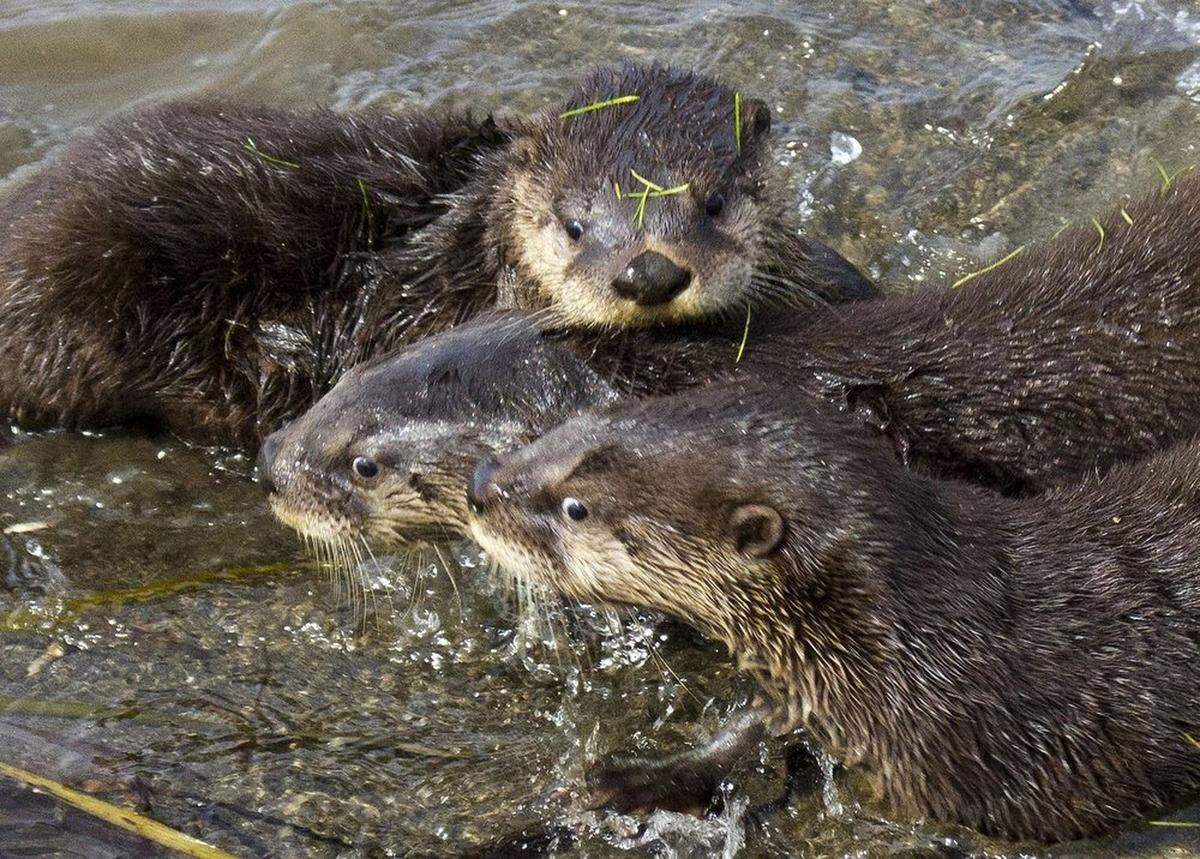 Otters are seen in Washington State. A visitor to Lassen Volcanic National Park was attacked by a river otter at Manzanita Lake June 25. 