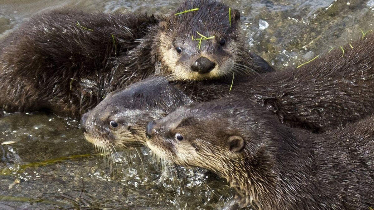 Otters are seen in Washington State. A visitor to Lassen Volcanic National Park was attacked by a river otter at Manzanita Lake June 25.