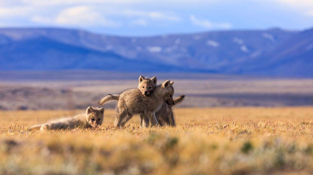 Ronan Donovan will speak about his work photographing wolves, more, at a Whatcom Museum event on Friday, May 24 at the Mount Baker Theatre.