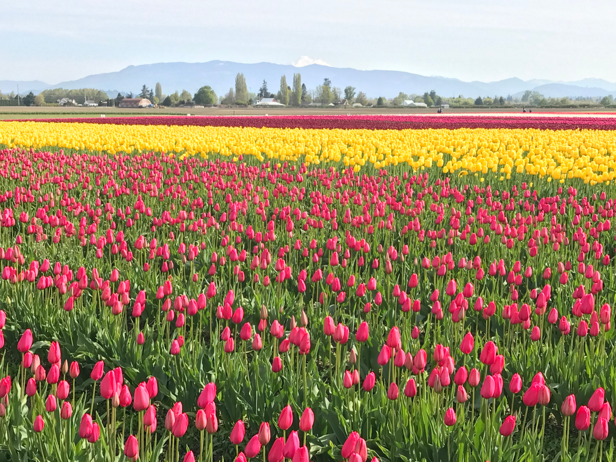 Cooler weather means Skagit Valley tulip fields in Mount Vernon, Wash., on April 24, 2019, are particularly colorful as the Skagit Valley Tulip Festival comes to an end for the year. April 30 is the last day of the festival.