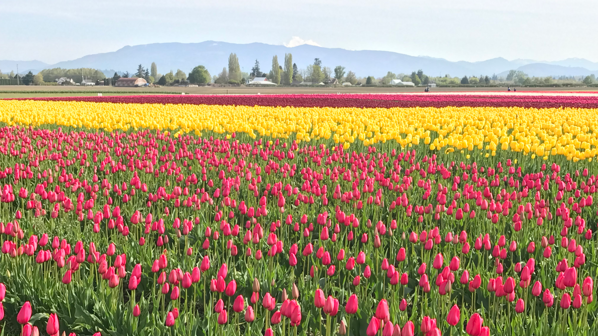 Skagit Valley tulip fields in Mount Vernon were in full bloom in 2019. This year Tulip Town has two tulip varieties in full bloom on Thursday, April 13, and seven others in partial bloom and more color is expected by the weekend at RoozenGaarde.