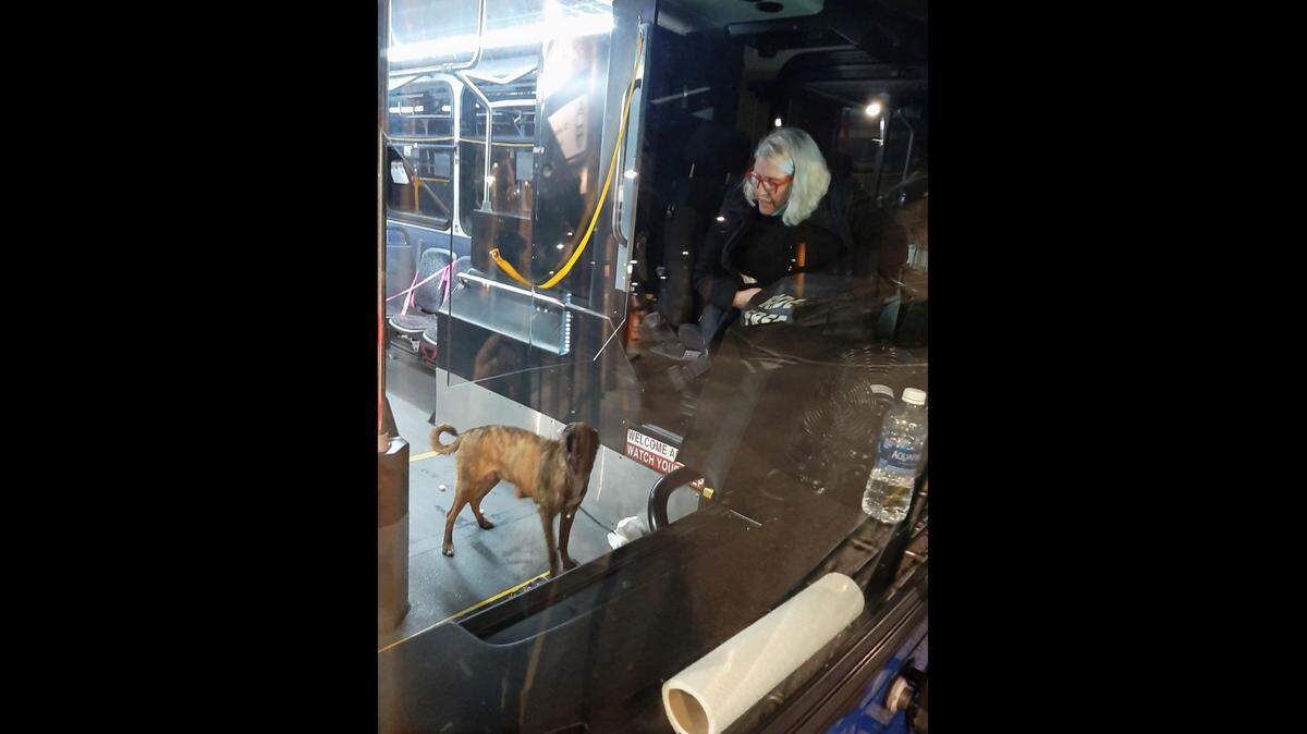 Whatcom Transportation Authority driver Shari Stamey with Athena after she lured the dog inside a bus using puppy sounds from a YouTube video, and closed the door. In trapping the dog, Stamey was able to help reunite her with her puppies.