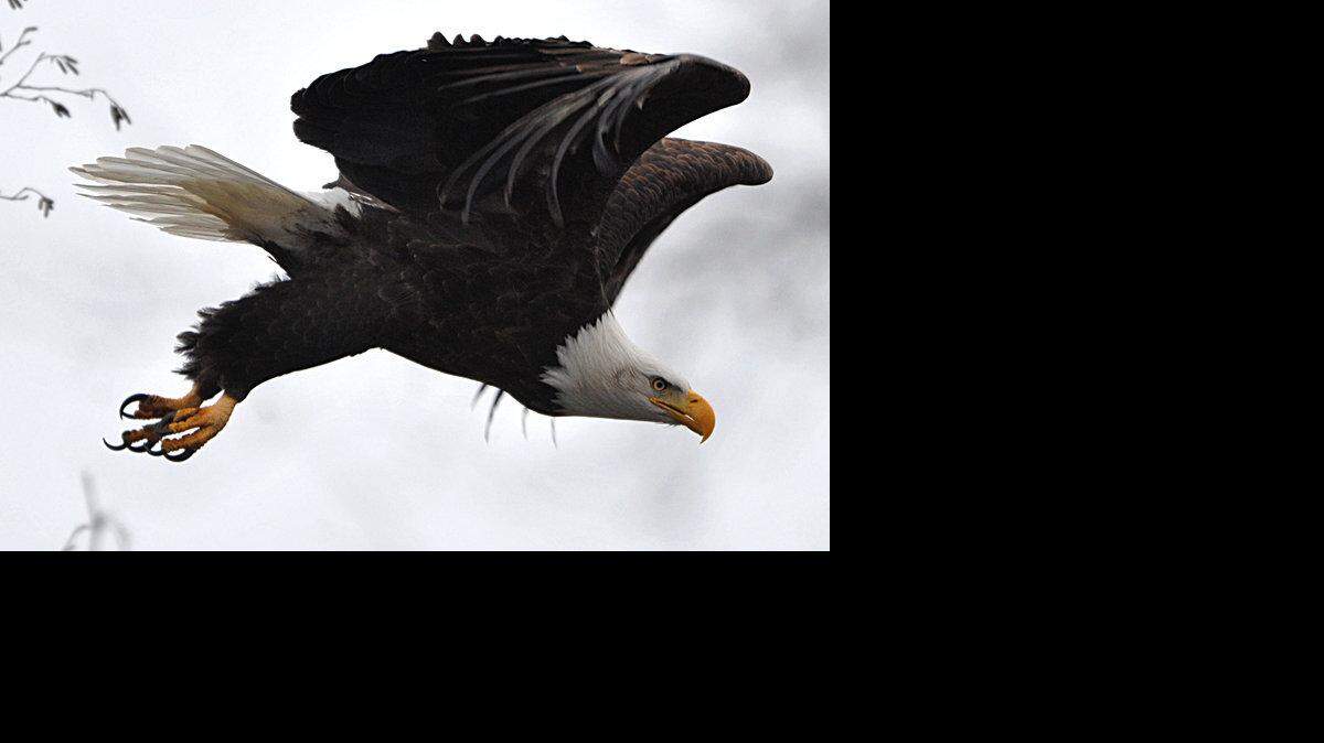 bald eagle river fishing