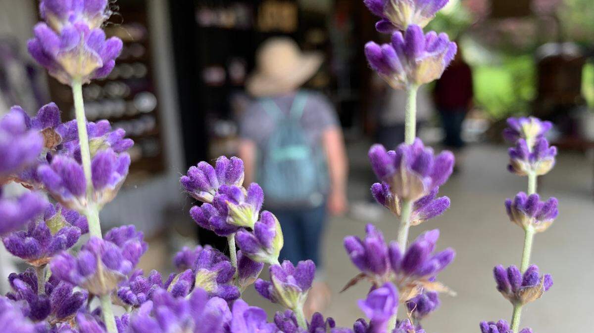 Lavender frames visitors on Saturday, July 9, at Laurel Lavender Farmin Ferndale. It’s open to the public in July.