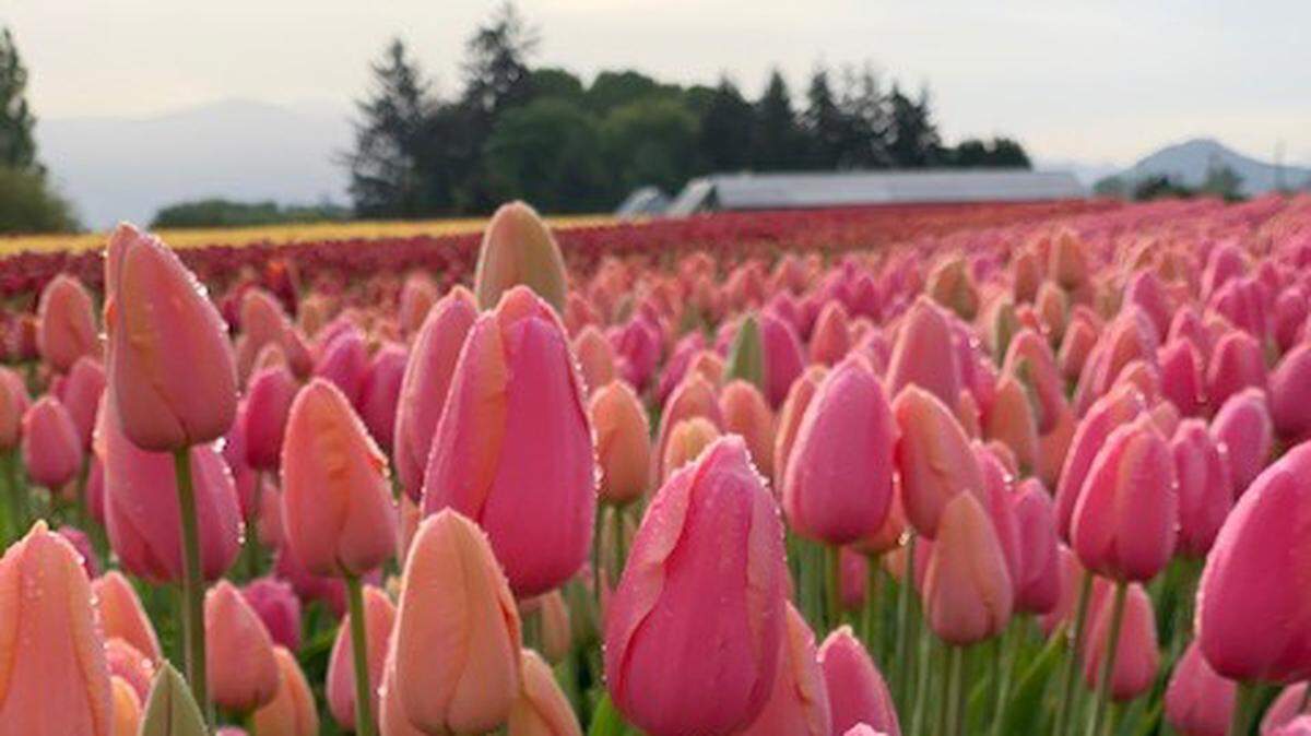 The 2023 Skagit Valley Tulip Festival officially starts on Saturday, April 1, but local growers are anticipating a late bloom that may not coincide with the festival’s start date.