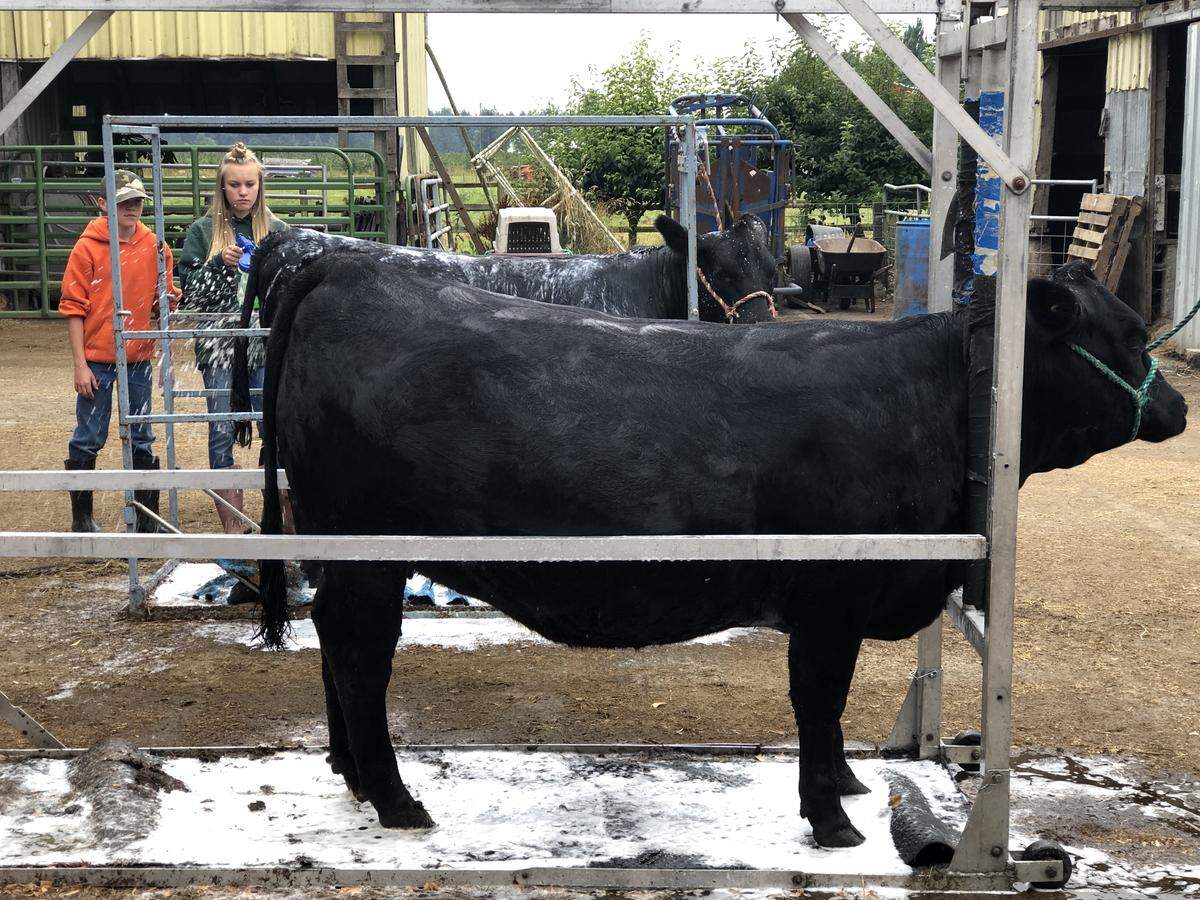 Madelyn Brink, right, and Jackson Brink spray a soapy mixture onto two head of cattle at the Brink’s farm in Lynden, Wash., Thursday, Aug. 8, 2019. The bath is part of a daily routine that includes bathing, blow-drying and grooming the cattle in the final days leading up to the fair.
