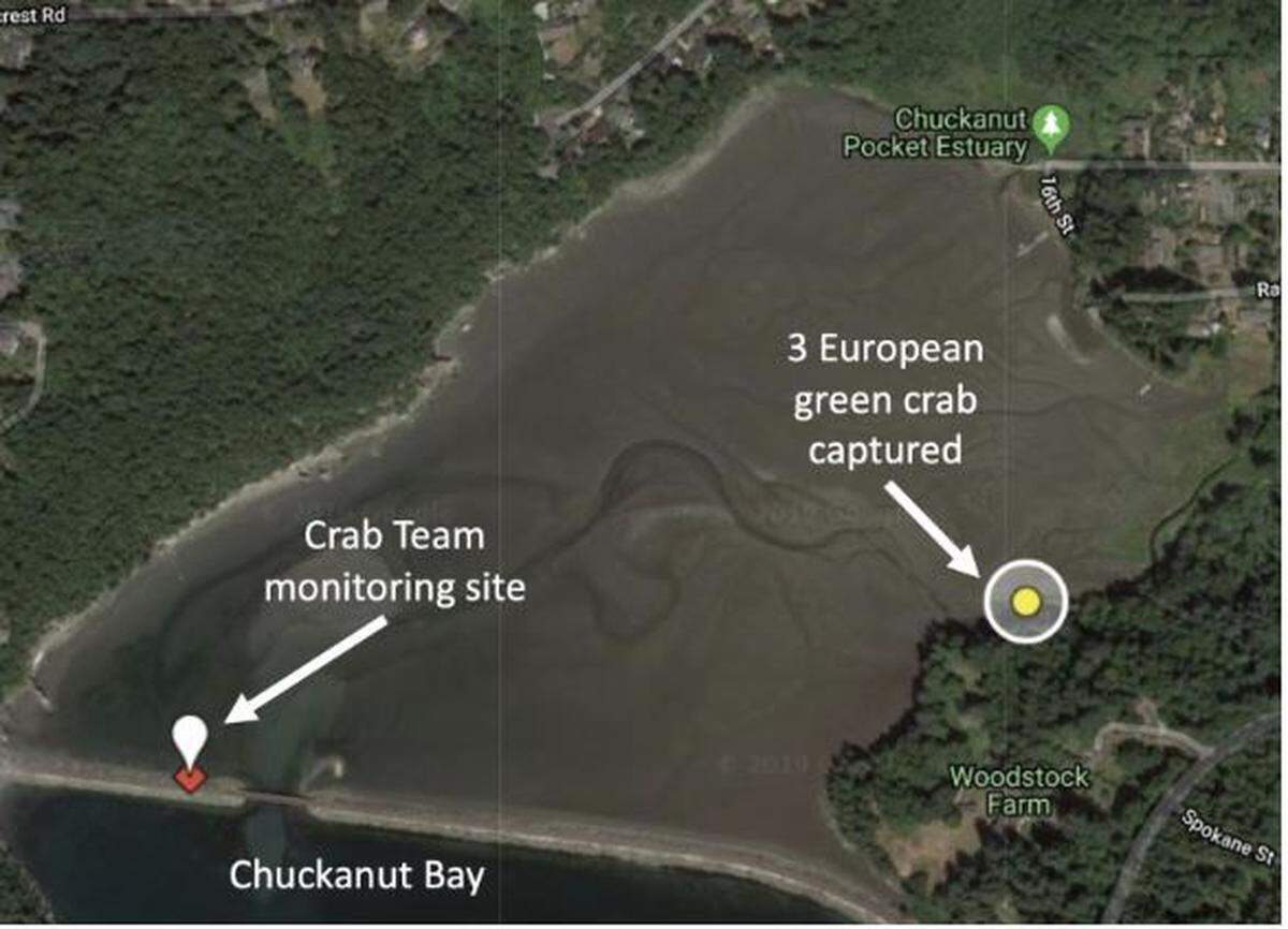 Three live, invasive European green crabs were trapped in July 2019 in Chuckanut Bay, Wash.