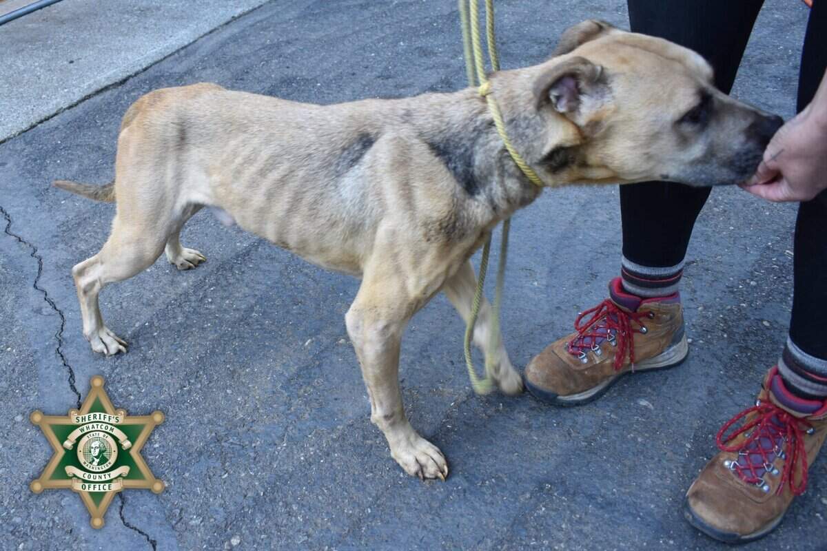 Arrest warrant issued for Lynden woman in dog cruelty case | Bellingham ...