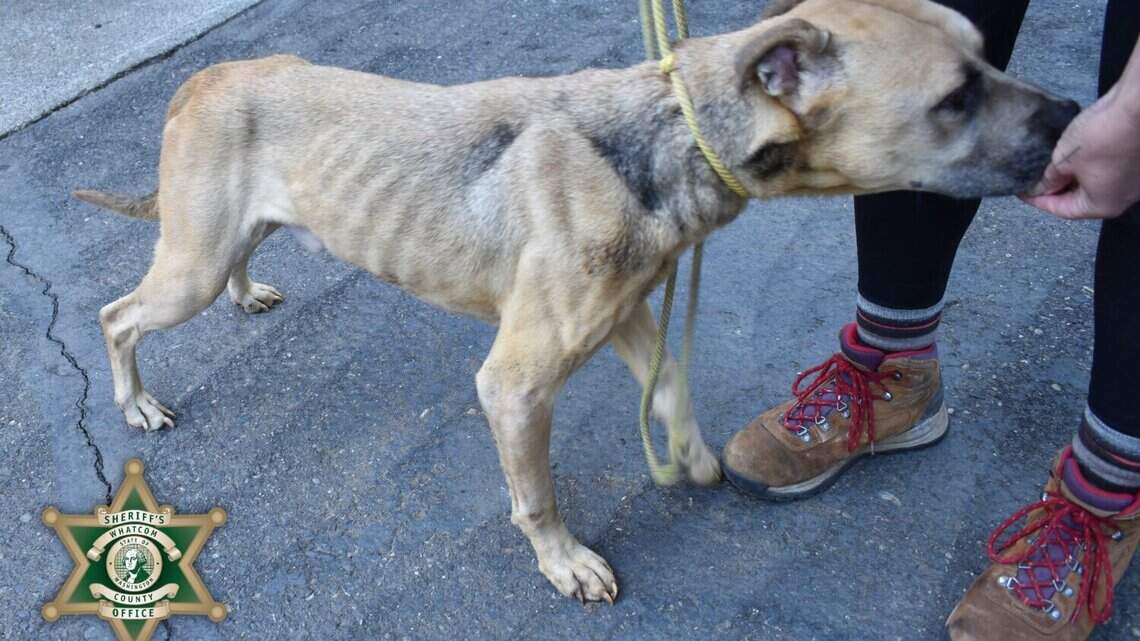 Whatcom County authorities investigating animal cruelty case; 30 dogs rescued