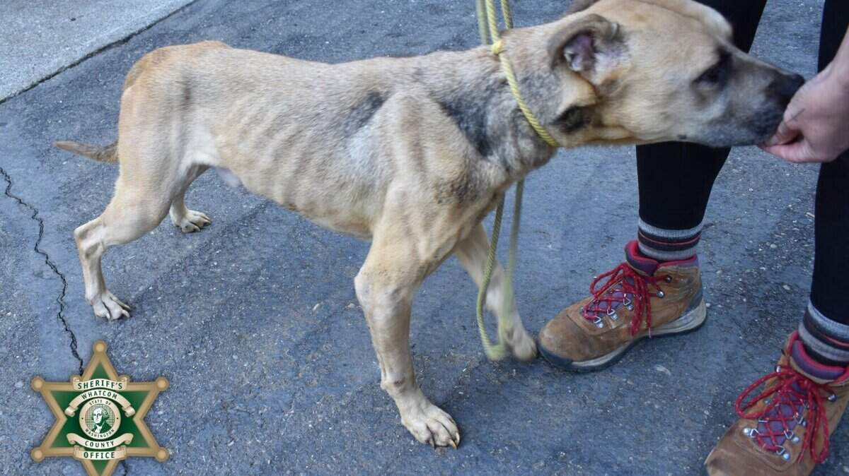Founder of dog rescue arrested after 30 starving dogs seized in Washington state
