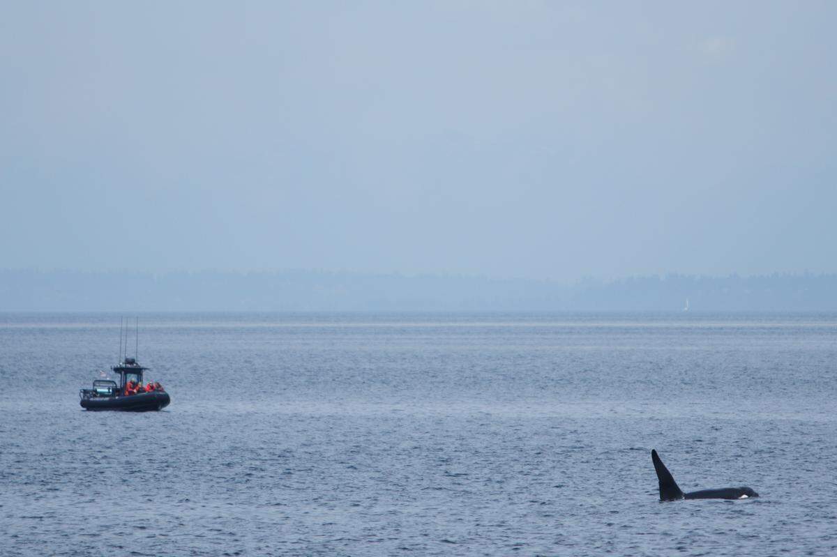 A boat observes a group of transient orcas in the Strait of Georgia, west of Birch Bay, on June 29.