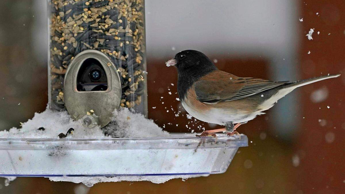 A bird picks seeds out of the snow in a feeder tray, Saturday, Feb. 13, in Olympia. Some areas of the Puget Sound area got more than a foot of snow Saturday.