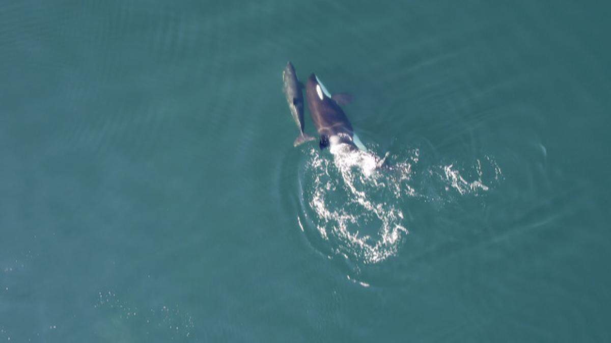 Footage of the Northern resident killer whale mother and calf was gathered in B.C.’s Johnstone Strait under Canada Department of Fisheries and Oceans and University of British Columbia animal care permits Aug. 26.