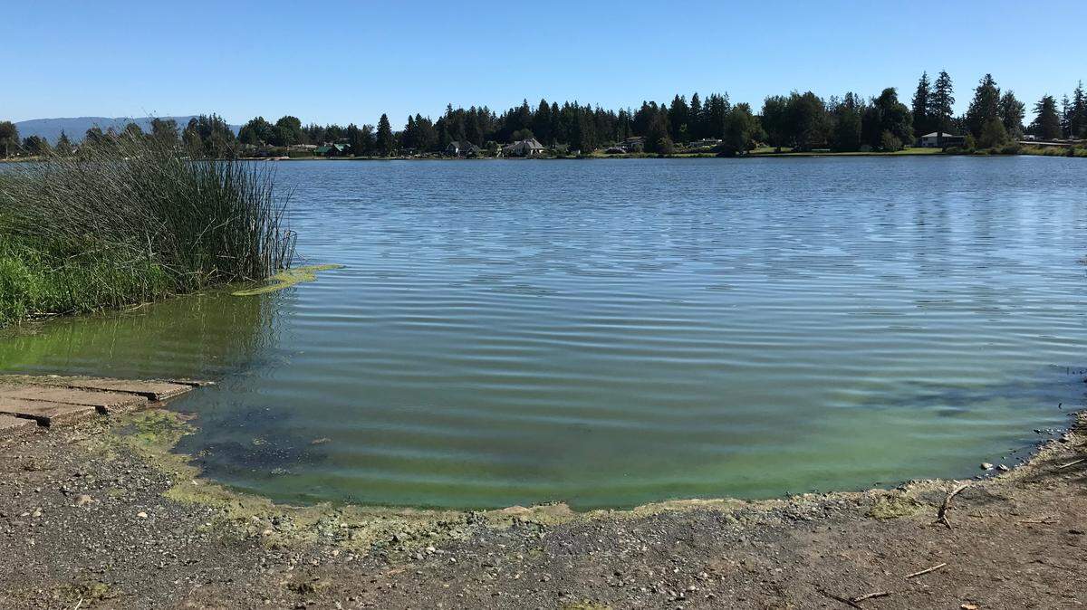 The toxic algae blooms at Wiser Lake have decreased to safe levels, according to Whatcom County officials.