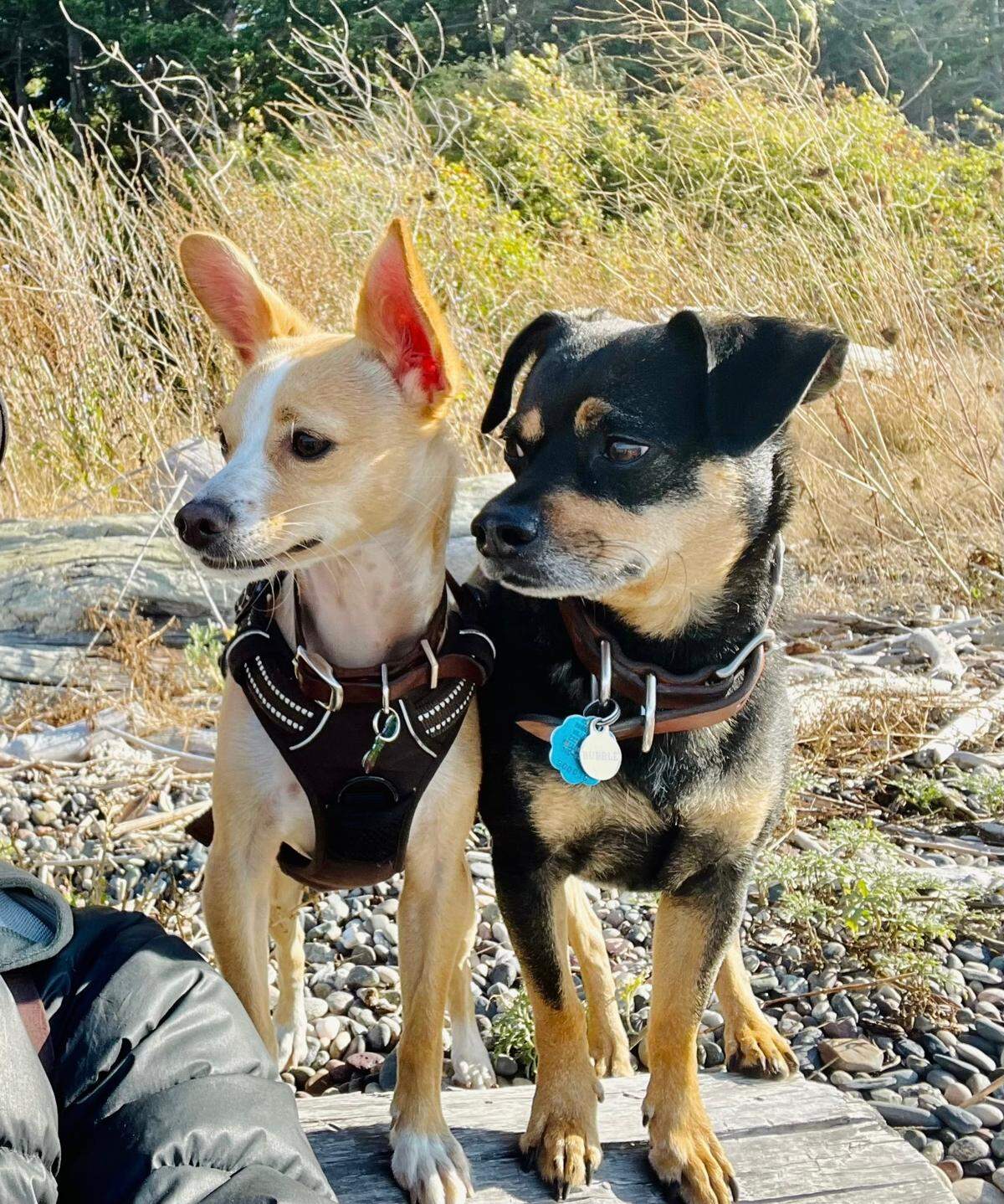 Boychik and Bubble pose for a photo on the beach. Boychik won our poll to find the cutest dog in Whatcom County.