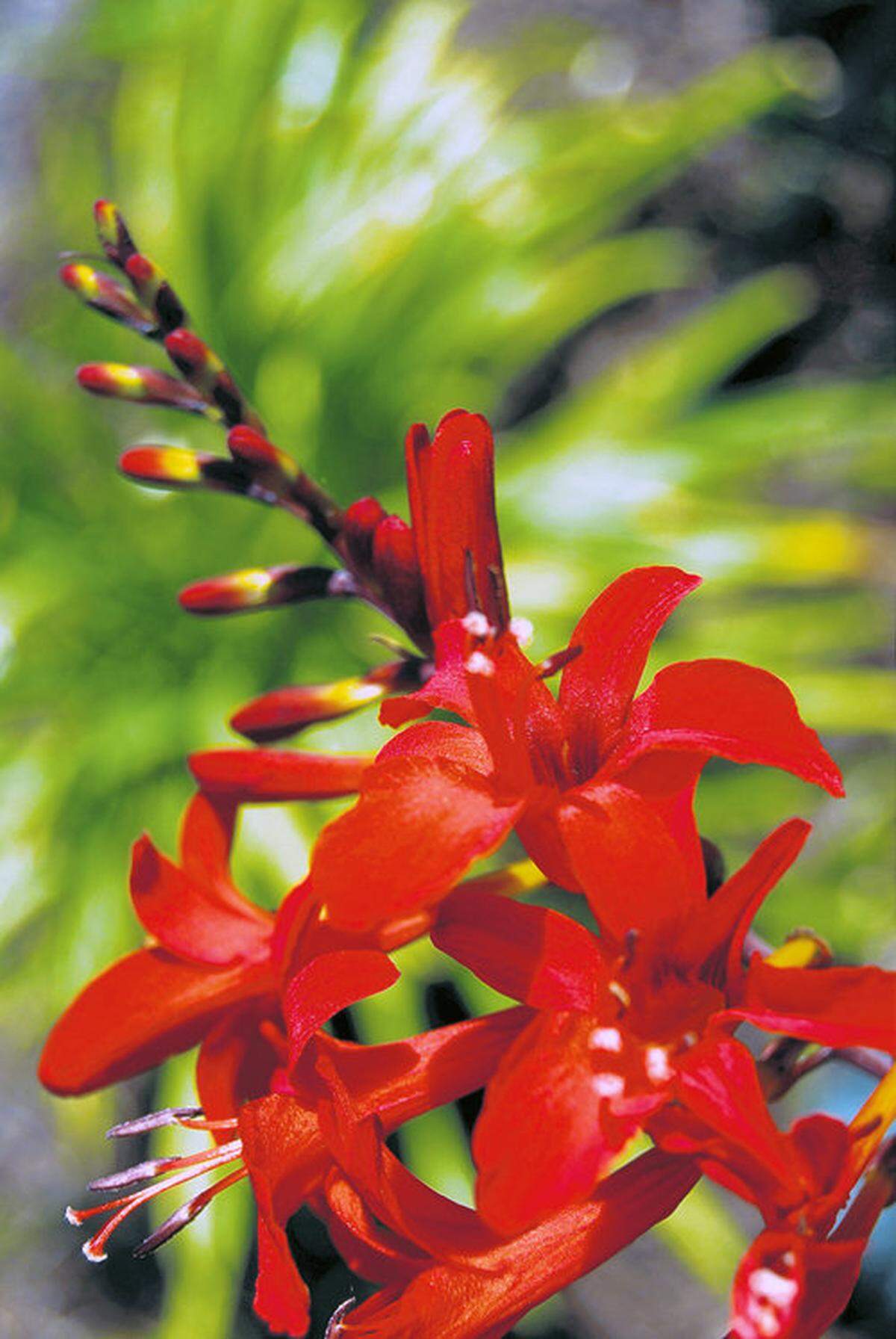 Crocosmia ‘Lucifer’ is a favorite non-invasive cultivar.