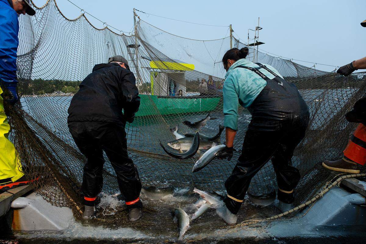 Reef-net fishing operations at Lummi Island Wild, a Whatcom County fishery focused on clean, fresh and local fish products.